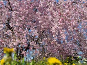敷地内の八重桜が咲きました(2022年4月)