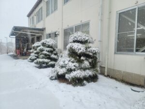 かまくらに住み着いたご家族(2025年3月)