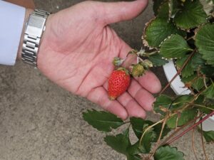 春から夏へ、赤いお届け物(2025年6月)